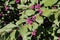 Bodiniers beautyberry callicarpa bodinieri with lilac, purple berries