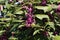 Bodiniers beautyberry callicarpa bodinieri with lilac, purple berries