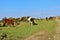 Bodmin Moor ponies grazing