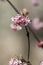 Bodnant viburnum in bloom