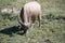 Body of Albino buffalo