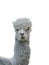 The body of a beautiful grey Alpaca isolated on a white background.