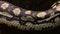 Body of diamond python snake in a terrarium breathing - Morelia spilota