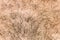 Body hair close-up. Hairy background.