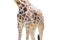Body half of Giraffe isolated on white background.