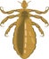 Body and Head Louse Vector Illustration