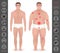 Body of a man, thick and thin , pain points, detailed vector icons