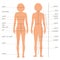 body measurements size chart,