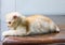 Body of orange little Persian cat looking forward on table