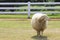 Body part of sheep face standing on green grass field in ranch f