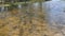 A body of water with small ripples on the surface. Reflection of tree branches in water.