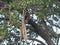 Body of a young lion killed and hung in a tree by a leopard at serengeti np