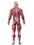 Bodybuilder anatomy