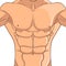 Bodybuilder, anatomy of the abdominal muscles man. Vector object on a white background