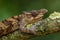 Boehme`s Chameleon - Kinyongia boehmei