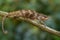 Boehme`s Chameleon - Kinyongia boehmei