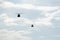 Boeing CH-47 Chinook during an air show. Greek Air Force twin-engine lift helicopters flying on Thessaloniki, Greece during the 28