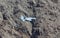 Boeing F-18 Super Hornet in Rainbow Canyon