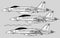 Boeing F-18E Super Hornet. Vector drawing of navy multirole fighter. Image for illustration and infographics