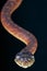 Boelen\'s python / Morelia boeleni