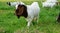 Boer 100 white goat