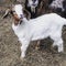 Boer baby buck goat