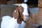 Boer Goat Close Up 2