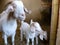 Boer Goat Family White