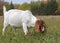 Boer Goat grazing in fall