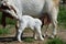 Boer Goat nursing kid