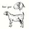 Boer goat standing and head side view. Ink black and white doodle drawing