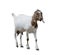 Boer goat on white