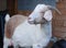 Boer Goat white brown