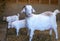 Boer Goat White with kids