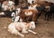 Boer goats is on the farm. Israel.