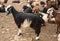 Boer goats is on the farm. Israel.