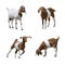 Boer Goats isolated on white