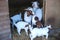 Boer Goats and kids in pen