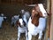 Boer Goats, White and brown coming out of pen