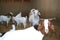 Boer Goats White and brown in pen