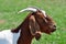Boer Nanny Goat
