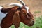 Boer Nanny Goat