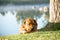 Boerboel dog lying on river bank