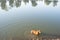 Boerboel dog in River