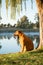 Boerboel dog by river yawning