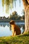 Boerboel dog sitting on river bank