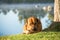 Boerboel lying on grass by river