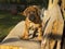 boerboel puppy pictures