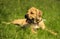Boerboel puppy