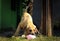 Boerboel - South African bulldog